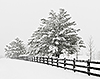 Fence and Trees in a Pantops Mountain Snowstorm, Albemarle County, VA