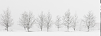 Snowstorm Panorama on Pantops Mountain, Albemarle County, VA