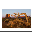 Juniper Tree and Mitten in Late Light, Monument Valley, AZ