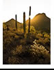 Sunburst at Saguaro National Park, Tucson, AZ