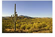 Saguaro Cactus at Saguaro National Park, Tucson, AZ