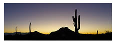 Almost Sunrise at Saguaro National Park, AZ