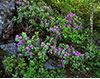 Rhododendron in Spring, Blue Ridge Parkway, VA