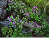 Rhododendron in Spring, Blue Ridge Parkway, VA
