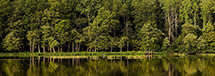 White Egret on Lake Anna, Louisa County, VA