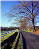 Road to Greenwood in Early Spring, Albemarle County, VA