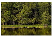 White Egret on Lake Anna, Louisa County, VA