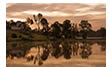 White Egret at Sunrise Over Lake Anna, Louisa County, VA 