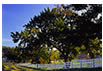 Albemarle County Farm in Early Morning, VA