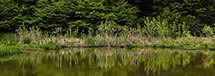 Shoreline Reflection, Ivy Creek Natural Area, Charlottesville, VA