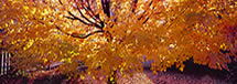 Golden Maple in Fall, Charlottesville, VA