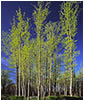 Grove of Tulip Poplars in Spring, Albemarle County, VA