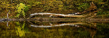 Log Reflecting in the Rivanna River, Charlottesville, VA 