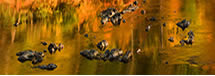 Fall Color and Rocks on the Rivanna River, Charlottesville, VA