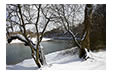 Swan and Snow on the Rivanna River, Charlottesville, VA