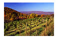 Grapes on Carter's Mountain, Albemarle County, VA