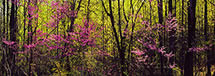 Early Spring Panorama, Albemarle County, VA