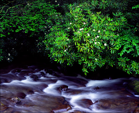 Oconaluftee River in Spring, Great Smokey Mountains National Park
