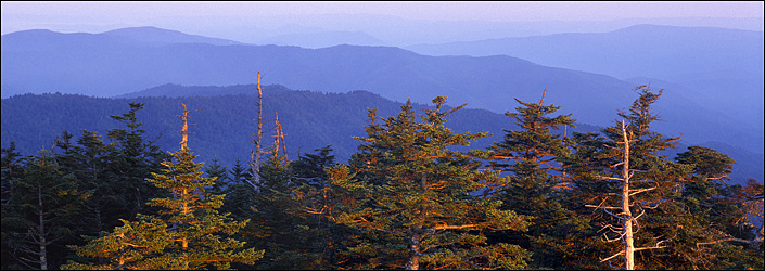 Early Morning Light on Evergreens, Clingman's Dome, Great Smokey Mountains National Park