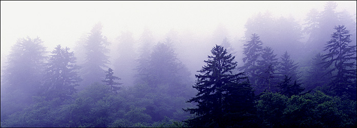 Foggy Evergreens at Oconaluftee Valley Overlook, Great Smokey Mountains National Park