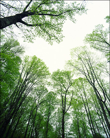 Springtime Heights at Great Smokey Mountains National Park