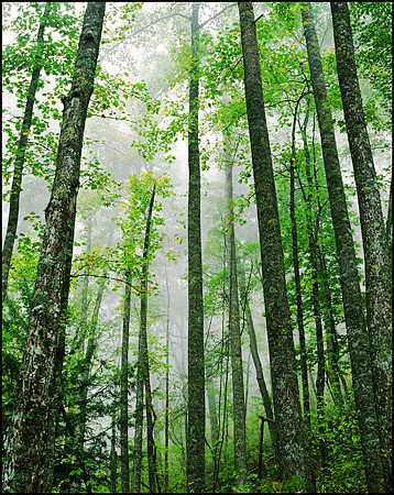 Tall Trees in Fog, Rich Mountain Road, Great Smokey Mountains National Park, TN