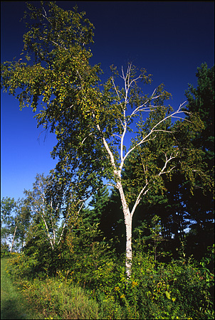 Birch Trees at Great River Bluffs State Park, MN