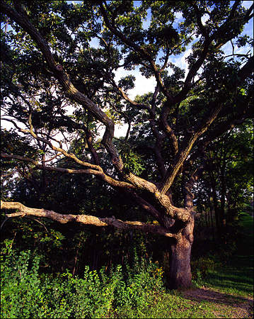 Tree at Garvin Heights, Winona, MN