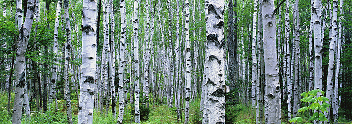 Birch Trees, Acadia National Park, Maine