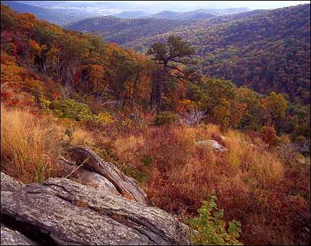 Fall Morning on the Skyline Drive, Shenandoah National Park, VA