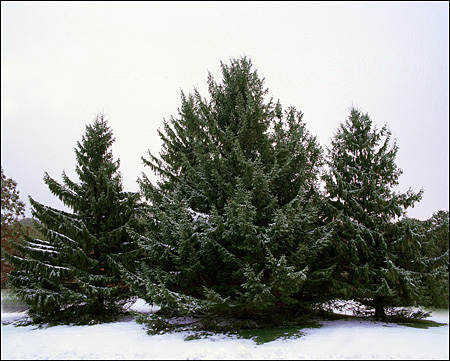 Dusting of Evergreens, Shenandoah National Park, VA