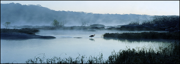 Great Blue Heron on a Misty James River, VA