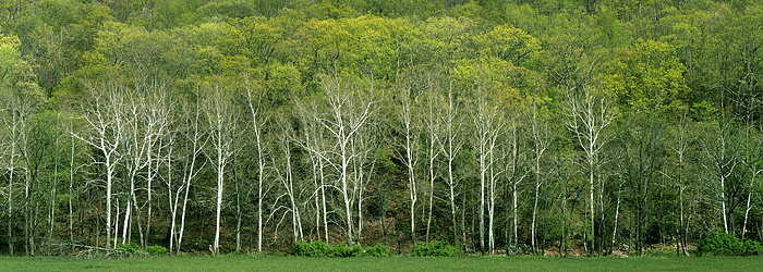 Early Spring Panorama, Seneca Rocks, WVA