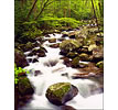 Boulder on Big Creek, Great Smokey Mountains National Park, TN