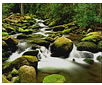 The Roaring Fork, Great Smokey Mountains National Park, TN