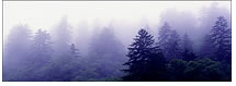 Foggy Evergreens at Oconaluftee Valley Overlook, Great Smokey Mountains National Park