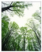 Springtime Heights at Great Smokey Mountains National Park