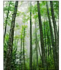 Tall Trees in Fog, Rich Mountain Road, Great Smokey Mountains National Park, TN