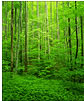 Forest Light in Spring, Great Smokey Mountains National Park, TN