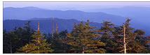 Early Morning Light on Evergreens, Clingman's Dome, Great Smokey Mountains National Park