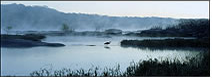 Great Blue Heron on a Misty James River, VA