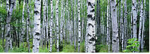 Birch Trees, Acadia National Park, Maine