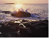 Crashing Sunlit Wave, Acadia National Park, Maine