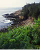 Vegetation on Otter Cliffs, Acadia National Park, Maine 