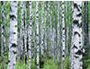 Birch Trees, Acadia National Park, Maine