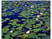  Lillypads on a Pond, Stonington, Maine