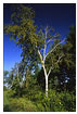 Birch Trees at Great River Bluffs State Park, MN