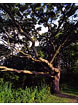 Tree at Garvin Heights, Winona, MN