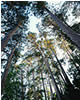  Tall Red Pines in Preacher's Grove, Itasca State Park, MN