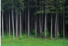  Pines Near Itasca State Park, MN